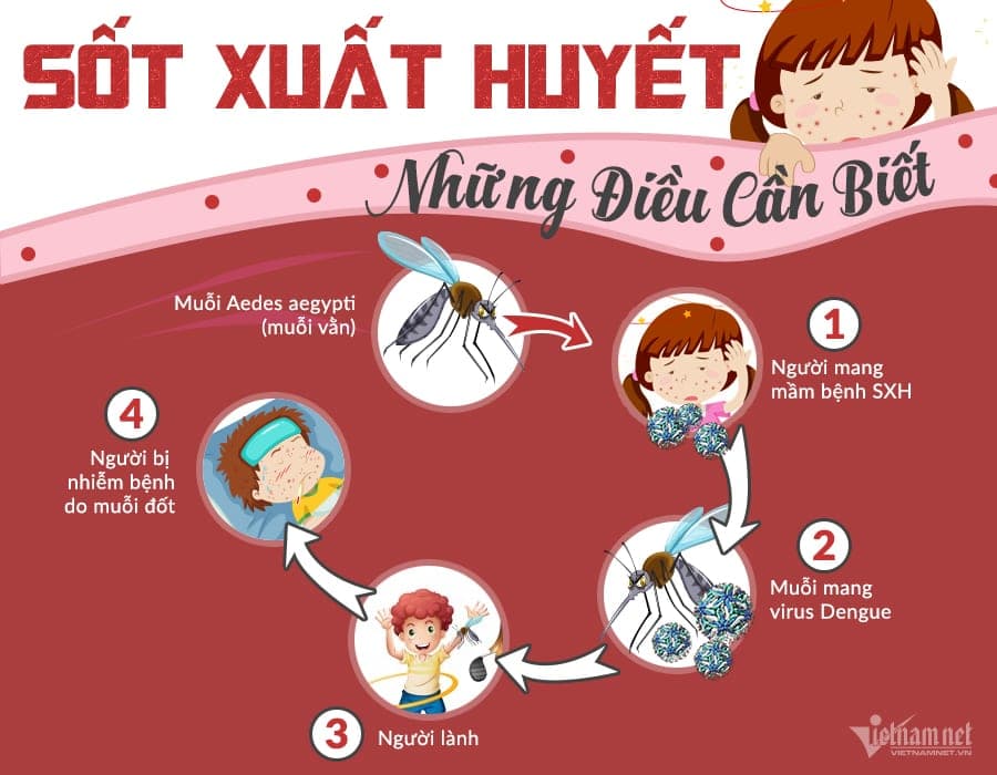 Đại dịch sốt xuất huyết: phải đọc để bảo vệ gia đình — ảnh 2/3