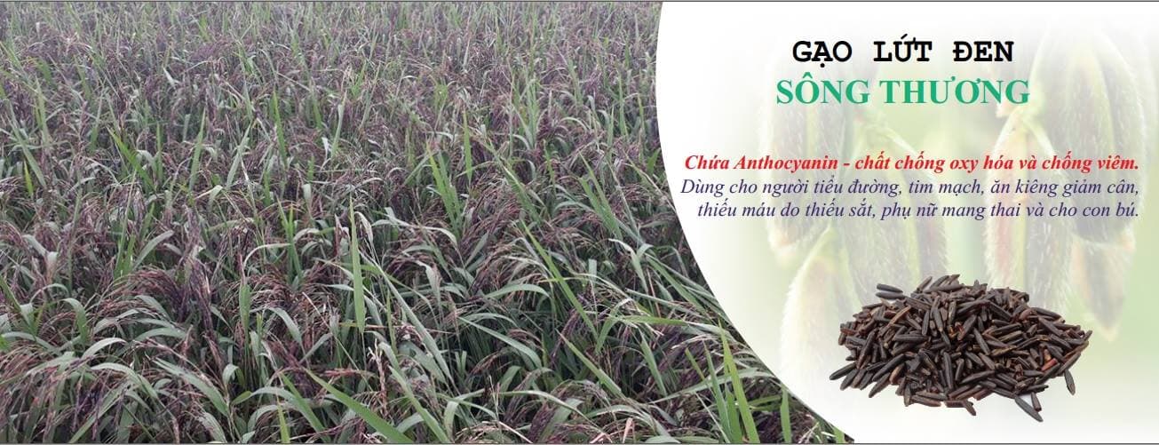 Gạo Lứt đen Sông Thương — ảnh 4/6