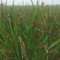 Gạo Lứt đen Sông Thương — ảnh 6/6