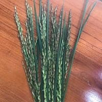 Gạo Lứt đen Sông Thương — ảnh 5/6